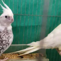 طوطی عروس جفت|پرنده|رشت, دیانتی|دیوار