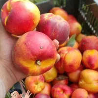 فروش عمده نهال صنوبر یک تا سه ساله|خدمات باغبانی و درختکاری|پارس‌آباد, |دیوار