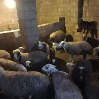 میش و بره|حیوانات مزرعه|صحنه, |دیوار