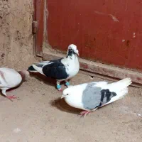 کبوتر گرفتنی