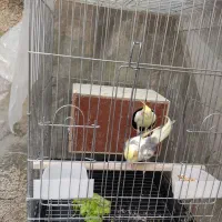 یه جفت عروس هلندی دوکت همراه با 4 تخم