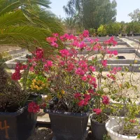 فروش زمین کشاورزی