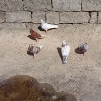 کبوتر