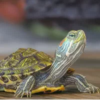 ماهی سرای نیشابور|ماهی|نیشابور, دارایی|دیوار