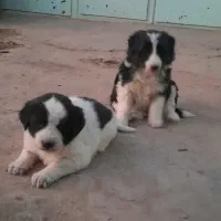 واگذاری یجفت توله قدرجونی نرولاس