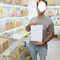 مولدکوتوله عروس قناری گرینچیک ملنگوراهب جوجه جفت|پرنده|تهران, جردن|دیوار