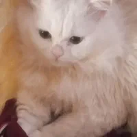 گربه ی پرشین