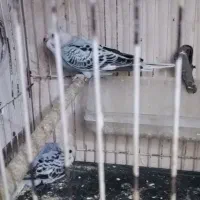 جفت کوتوله رنگ خاص و چند تا مرغ عشق|پرنده|تربت جام, تیپ ۳۸ زرهی تربت جام|دیوار