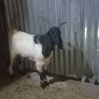 بز بزغاله
