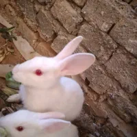 خرگوش۱ماهه