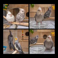 جوجه عروس هلندی