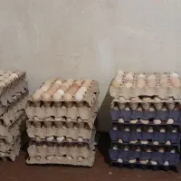 تخم مرغ محلی نطفه دار