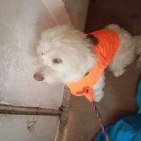 با وفا|سگ|بومهن, |دیوار