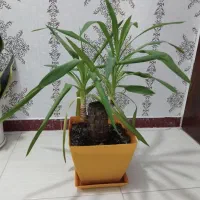 بونسای یوکا|گل و گیاه طبیعی|رشت, شهرک آیت الله منتظری|دیوار