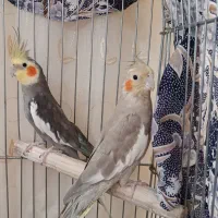 عروس هلندی نر و ماده|پرنده|تبریز, |دیوار