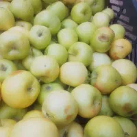 سیب تابستونی درجه یک