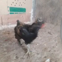 چند عدد چوری خروس بومی