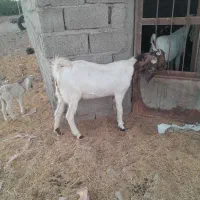 بز و گوسفند|حیوانات مزرعه|ایرانشهر, |دیوار