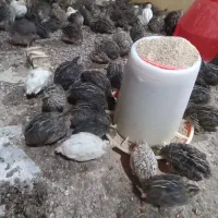 بلدرچین بالغ و جوجه بلدرچین|حیوانات مزرعه|مشهد, کلاکوب|دیوار