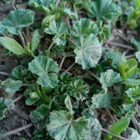 یک قطعه طلا گمشده