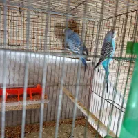 مرغ عشق و فنچ|پرنده|تبریز, |دیوار