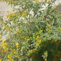 شرکت خدماتی نظافتی.نظافتچی خانم اقاتمام مناطق