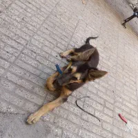 واگذاری سگ ژرمن