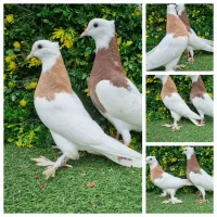 توضیحات کبوتر زینتی دارو طوقی کاکلی پاپر نقش رنگی