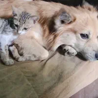 گمشده|حیوانات|رامهرمز, |دیوار