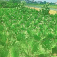 فروش برگ پالم واشنگتن