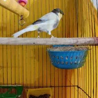 قناری نر گلدستر|پرنده|هشتگرد, سیف آباد|دیوار