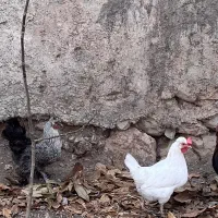 مرغ خروس رسمی|حیوانات مزرعه|قم, دورشهر|دیوار