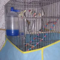 عروس هلندی نروماده|پرنده|آبیک, |دیوار