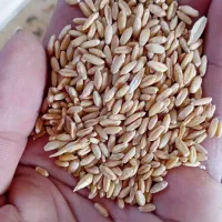 گندم دیم|عمدهفروشی|کنگاور, |دیوار