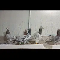 20عدد کبوتر سار سرور نر