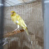 قناری نر لیمویی نژاد یکسر فر مست خون