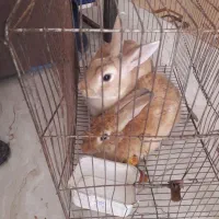 خرگوش نره ماده