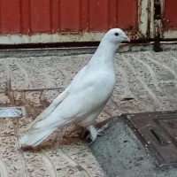 کبوتر پاپر و قطعه دار