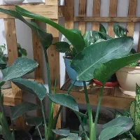 استرلیتزیا نیکولای یا پرنده بهشتی سفید