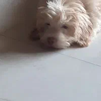 سگهای پاپی۶۰۰