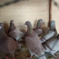 کبوتر طوقی پرشی سینه آیی از کاشان ب شرط پرش رسید|پرنده|اردکان, |دیوار