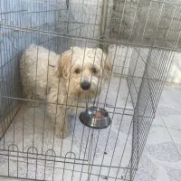 واگذاری سگ|سگ|مشهد, امیریه|دیوار