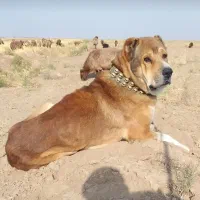 سگ گله ای سن ۴سالشه نیشای بالا شکسته|سگ|سبزوار, توحیدشهر|دیوار