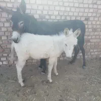 شیرالاغ تازه((شیرخر))