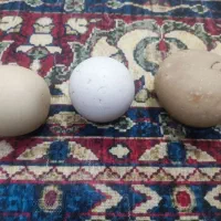 سنگ آسیاب یا لواندسلیت