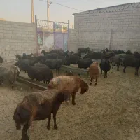 ۳۹راس‌میش‌داشتی