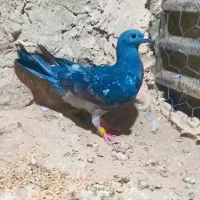 کبوتر گم شده