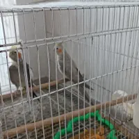 عروس هلندی|پرنده|مشهد, شهرک لشکر (شهرک غرب)|دیوار