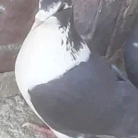 کفتر|پرنده|قائن, |دیوار