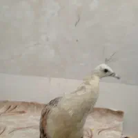 طاووس نژاد مصری